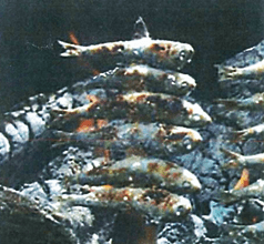 Sardinas